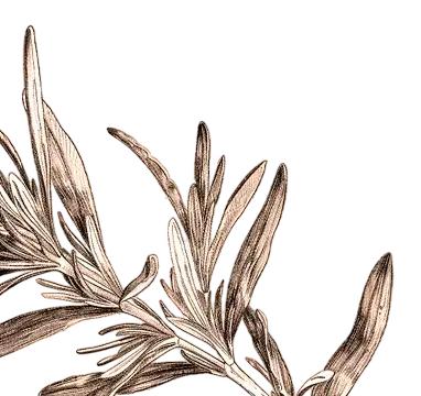 elemento decorativo